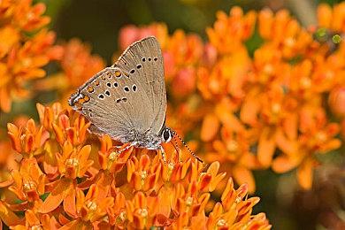 PlayStation前高管：玩家应该支持重制 才能有新游戏