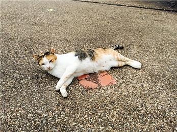 《守望先锋世界杯》明年回归 官方希望纳入中国队伍